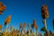 Sorghum plantation day field