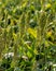 Sorghum plantation. Sorghum culture for animal feed. Sorghum still green and fresh. Selective focus