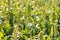 Sorghum plantation. Sorghum culture for animal feed. Sorghum still green and fresh. Selective focus