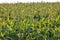 Sorghum plantation. Sorghum culture for animal feed. Sorghum still green and fresh. Selective focus