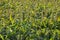 Sorghum plantation. Sorghum culture for animal feed. Sorghum still green and fresh. Selective focus