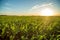 Sorghum sunset plantation