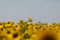 Soria, Spain - August 03, 2023: McDonald\\\'s logo in a sunflower field. Everything has an origin. Agricultural and agri-food