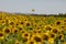 Soria, Spain - August 03, 2023: McDonald\\\'s logo in a sunflower field. Everything has an origin. Agricultural and agri-food