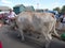 Sorochinskiy fair in Ukraine. People drive oxen.