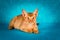 Sorrel abyssinian cat on dark green background