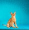 Sorrel abyssinian cat on dark green background