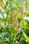 Sorrel blooms in the garden. Rumex acetosa, common sorrel, a perennial herbaceous plant