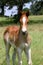 Sorrel Colt