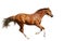 Sorrel foal gallops