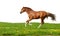 Sorrel foal gallops