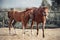 A sorrel foal and his mother walk in the paddock of a farm on a Sunny day