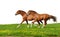 Sorrel foals gallop