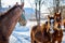 Sorrel foals with horses in frosty winter morning