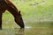 Sorrel gelding horse with blue eye at pond water