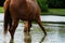 Sorrel gelding horse in pond water during summer closeup