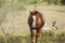 Sorrel gelding horse in Texas pasture