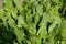 Sorrel grows in the garden in the garden. First spring harvest. Selection focus. Shallow depth of field