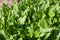 Sorrel grows in the garden in the garden. First spring harvest. Selection focus. Shallow depth of field