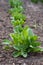 Sorrel grows on the kitchen garden. loosened soil.