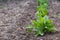 Sorrel grows on the kitchen garden. loosened soil.