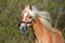 Sorrel haflinger horse in dark green background