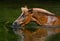 Sorrel Highland pony drinking in a pond