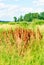 Sorrel horse on a green and blue sky background