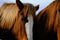 Sorrel horse mane and forelock close up