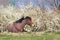 Sorrel horse is resting in floral spring pasture