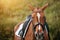 A sorrel horse in sports equipment - it is wearing a bridle, saddle and saddlecloth, illuminated by sunlight