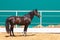 Sorrel horse stands on turquoise color background in the paddock