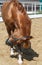 Sorrel horse tilted his head in greeting in the paddock