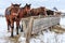 Sorrel horses eating hay from a feeding-tough at winter