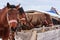 Sorrel horses eating hay from a feeding-tough at winter