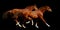 Sorrel horses gallop