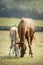 Sorrel mare and her cute foal grazing peacefully in a meadow