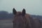 Sorrel mare horse in moody fog weather