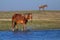 Sorrel mare is walking through the water