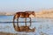 Sorrel mare walking through water