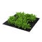 Sorrel Plants in the Garden on white. 3D illustration