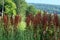 Sorrel plants on meadow in hilly landscape