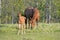 Sorrel Quarter Horse with Foal