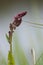 Sorrel, Rumex