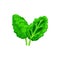 Sorrel superfood green leaves isolated spinach