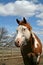 Sorrel Tobiano Horse