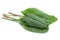 Sorrel vegetable leaf isolated