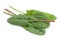 Sorrel vegetable leaf isolated