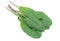 Sorrel vegetable leaf isolated