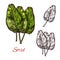 Sorrel vegetable spice herb vector sketch icon